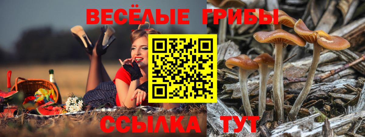 Псилоцибиновые грибы Psilocybine cubensis  Вход с VPN  Псилоцибиновые грибы Psilocybe  Вязьма 
